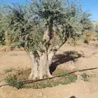 اشجار زيتون طبيعي ومثمرة اسعر خاصة للكميات