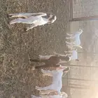 معزاء هولندية خلفات