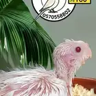 فراخ كوكاتيل