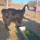 عنز عارضيه رباع دافع سونار