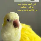 كويكر لاتينو انثى