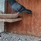 صنعاوي ابو شيبة