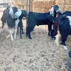 تيس مخصي 9 شهور