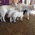 شياه متابيع