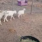 طلي ورخل من 650 للراس