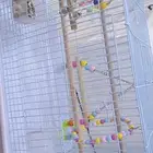 طير كروان للبيع