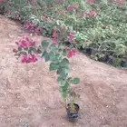 جهنمية الوان