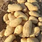 للبيع - بطاطس سانتانا 1000 طن مباشرة من المزرعة