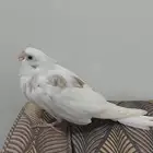 متاح فرخ كروان هولندي