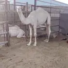 حشو مفاريد ( تم البيع )