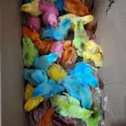 صيصان .. دجاج .. بط صغير.. ارانب صغار