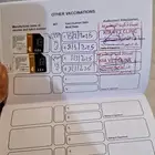 قطة شيراز
