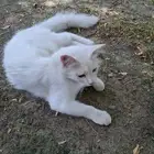 قط للبيع الجبيل ذكر اليف