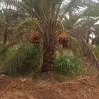 نخيل مثمره للبيع