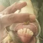 تيس دمشقي وجهة وعكفة أنف