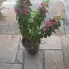 منسق حديق وتركيب جميع شبكات الري العادي والاتمتك