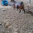 للبيع عنز قزميه بيور تشيكي دافع