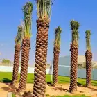 نخيل ووشنطن ونخل عربي