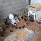 صوص دجاج بلدي