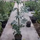 زراعة ثيل طيبيعي وأشجار وزهور ونخيل