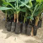 موز  الانسجه