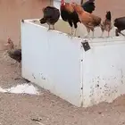 دجاج بلدي للبيع
