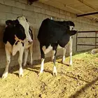 بقرتين هولندي