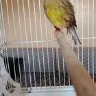 للبيع أنثى كناري جولستر تم البيع