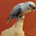 للبيع طير روز رصاصي واسود اليف جداا جدااا لعوب متدرب ع اليد