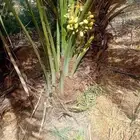 يوجد الدنيا جميع أنواع النخيل العربي ولاوشنطن زينه