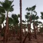 نخل وشنطونيا لزينت القصور والفلل والاستراحات والبيوت