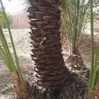 توريد النخل وتركيب النخل وتكريب الكرب النخيل جميع انواعه