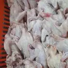 زغاليل حمام فرنسي