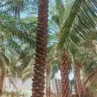 يوجد لدينا نحل عربي واشنطني للبيع جوال