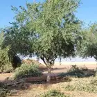 أشجار زيتون مثمر للبيع