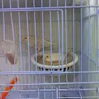 جوز كناري ستنايت كلاسيك تم البيع الله يبارك للشاري ويعوضنا خ