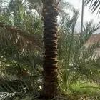 السلام عليكم ورحمه الله وبركاته نخل طيب متواجد في جده مكه