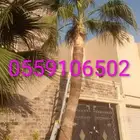 نحل قليلا نظيف.شجرت.قوس