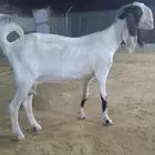 عنز مشروكه