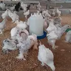 دجاج للبيع البرهام الاصلي