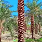 نخل مثمر جميع انواع المقاسات