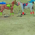 اجار جمال وخيوال رحول ابواني راكبي