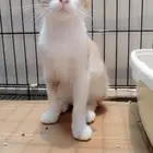 للتبني في الرياض