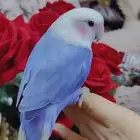 للبيع ببغاء الروز أليف لعوب مغرد حبوب
