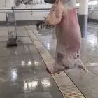 ذبائح ثلاجة أو مفطح او مناسبات زواج أو صادقه أو نذر