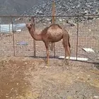 للبيع حاشي طيب 7شهور