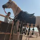 فحل واهو ولد خيدار