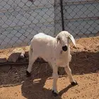 رخل للبيع