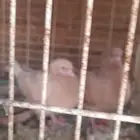 حمام كنج مدينة
