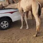 قعدان اثنين لباني شحم